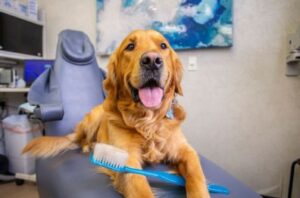 Emergency Dental Services Olathe